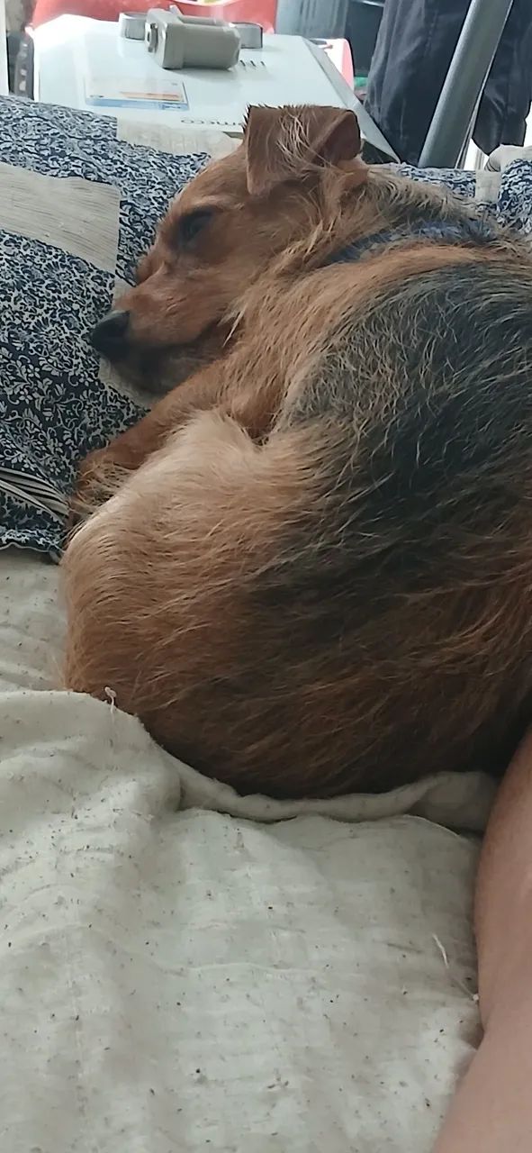 Doa-se Gato e Cachorro. - Foto 3