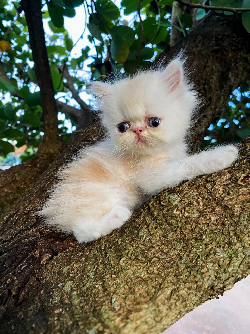 Gato Persa Foz do Iguaçu  - Foto 2