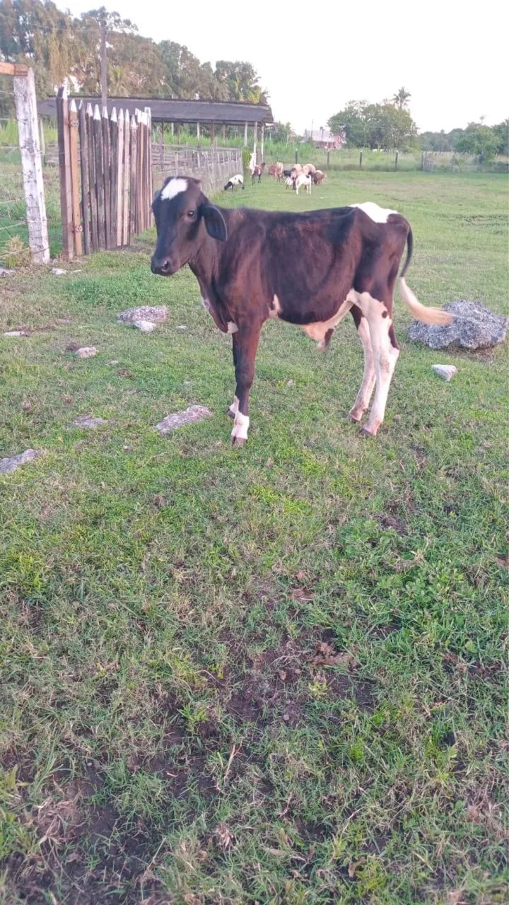 Bezerros Girolandos - Foto 3
