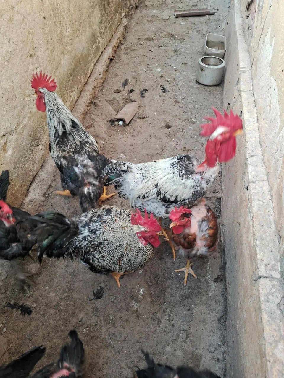 Galinhas e galos 