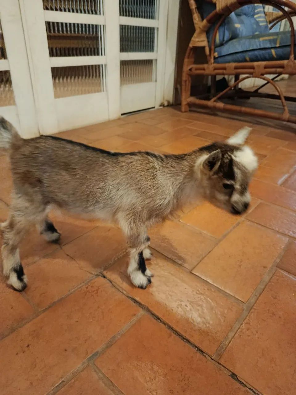 Mini bode e mini cabra - Foto 4