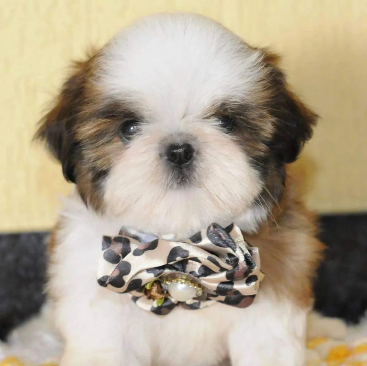 Shihtzu macho.  - Foto 3