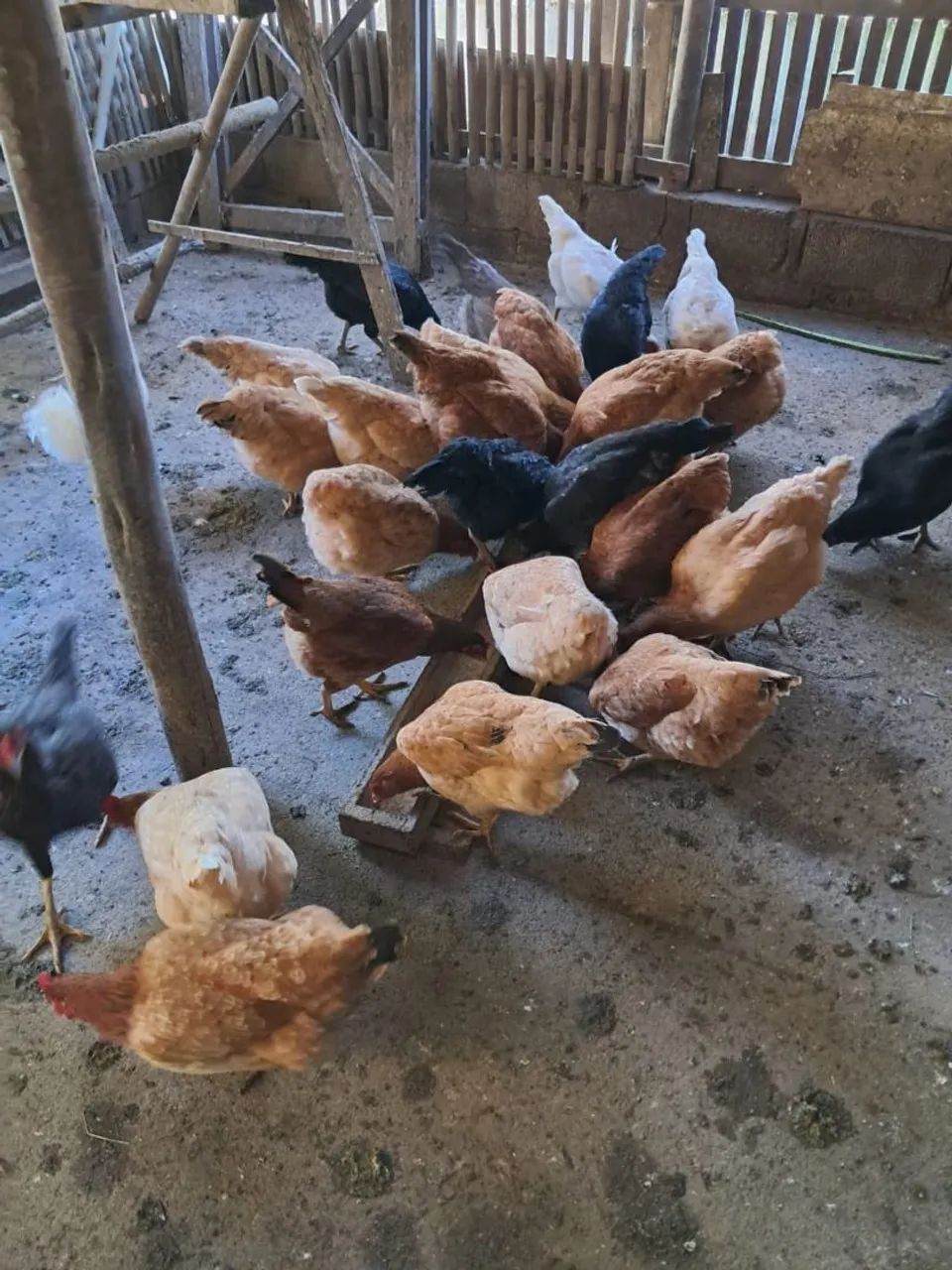 Galinhas Caipira