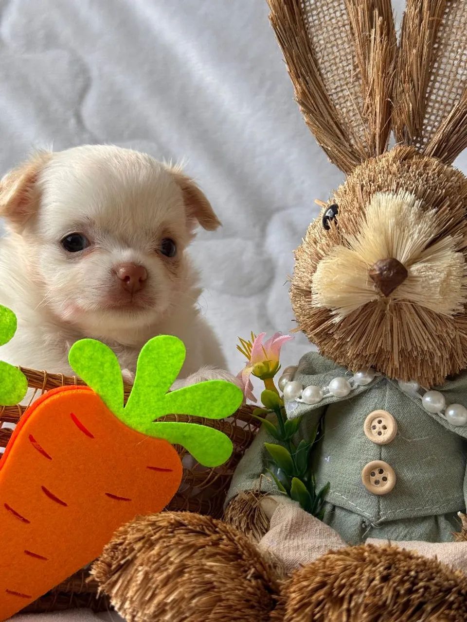 Machinhos de Chihuahua. Um encanto para sua Páscoa! - Foto 2