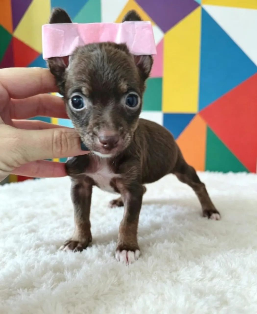 Pinscher Encanto da Casa