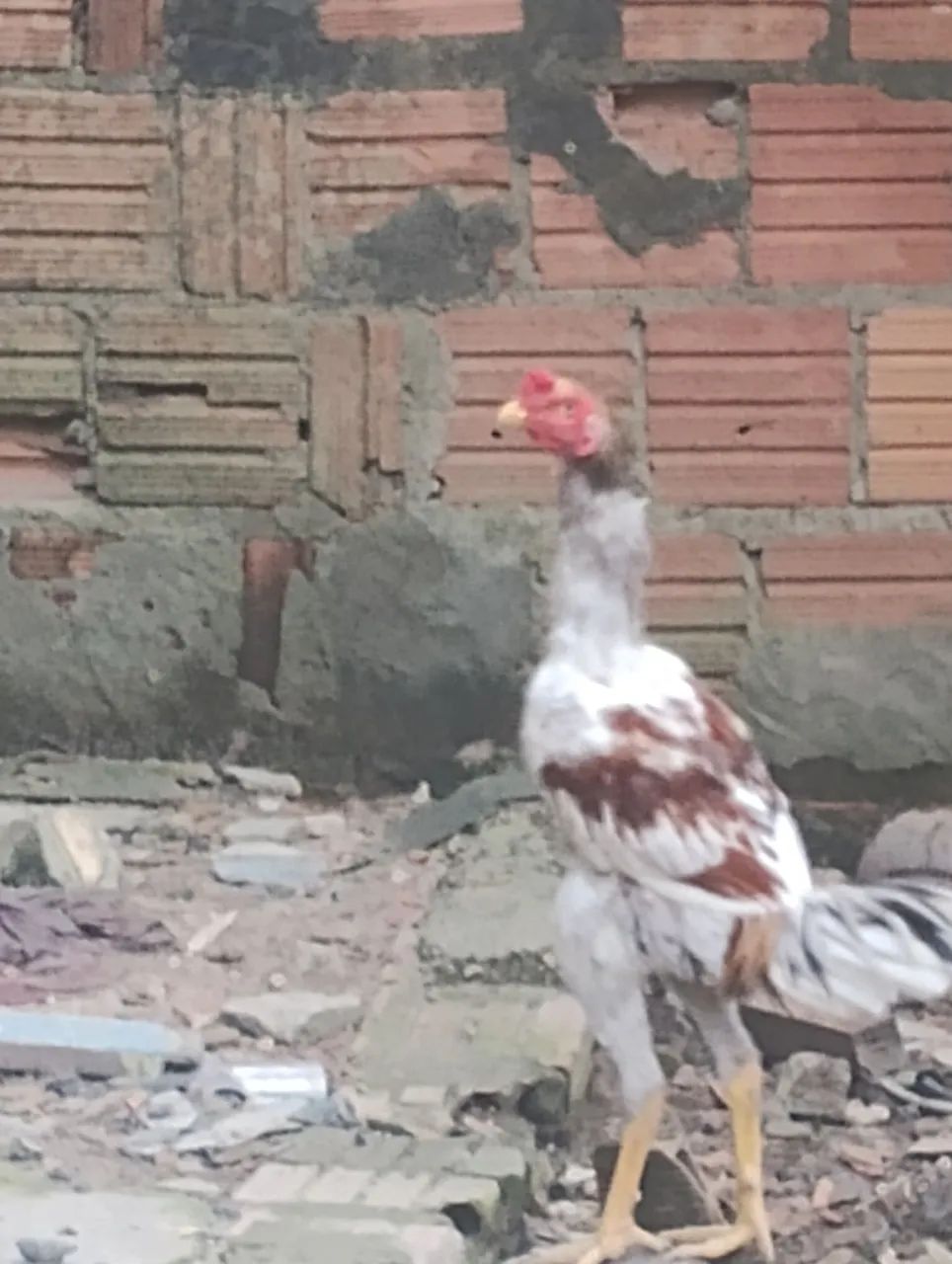 Vendo/Troco Frango Caipira Carioca - Foto 4