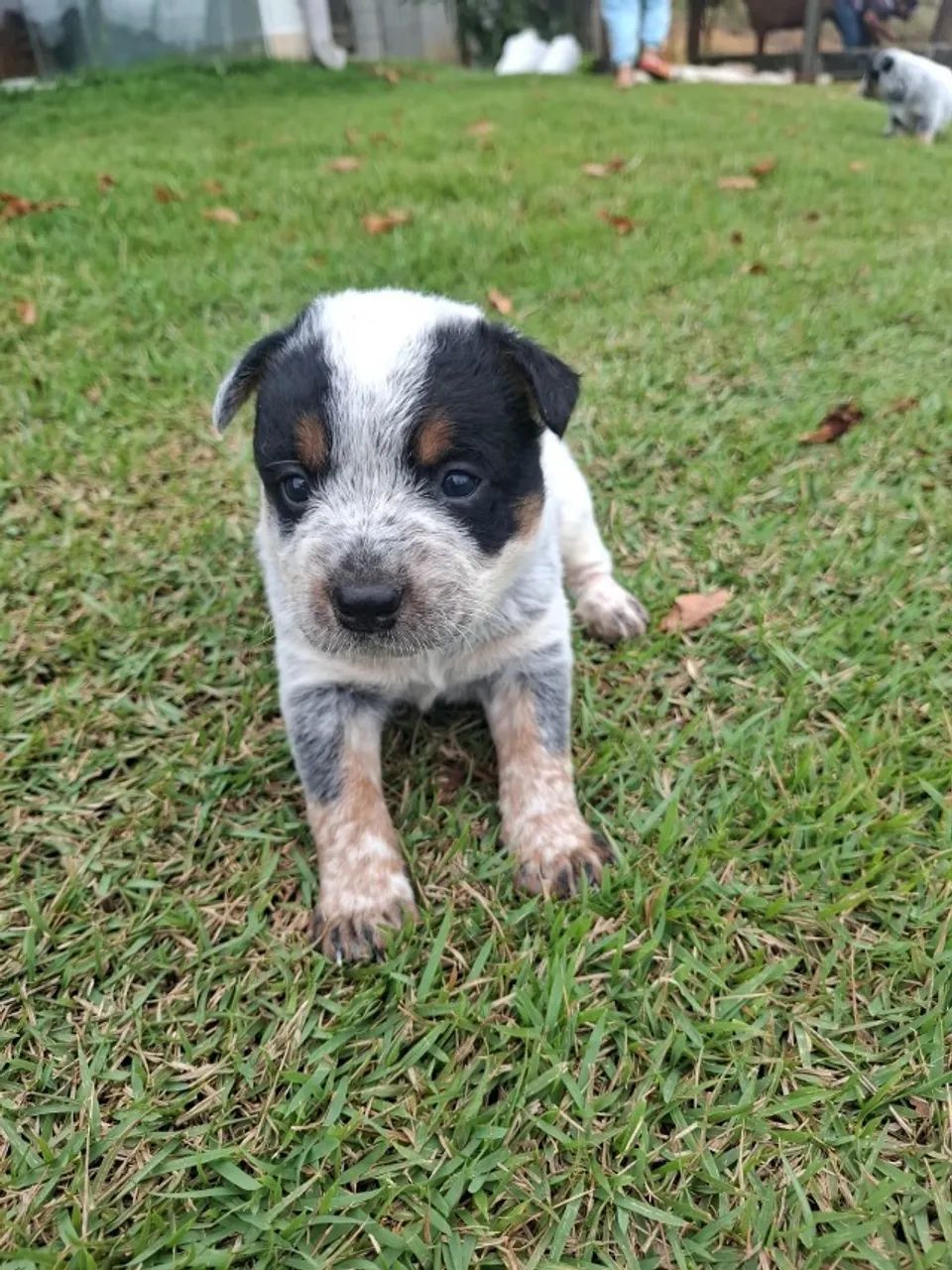 Filhotes de BlueHeeler 
