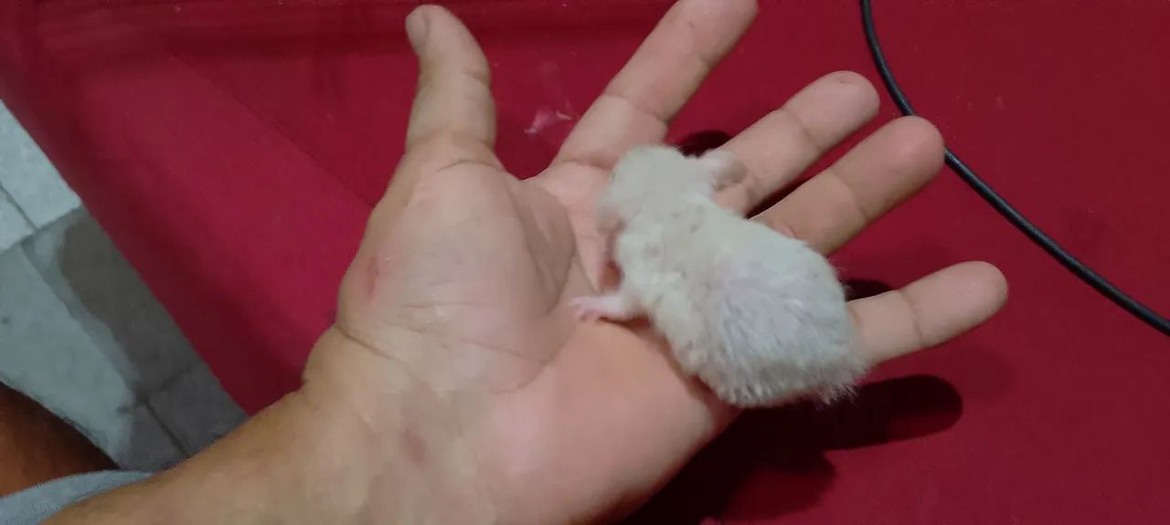 rato Dumbo manso  - Foto 4