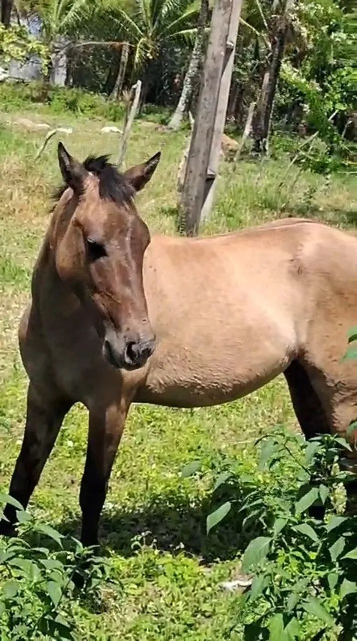 Pordo mestiso  - Foto 3