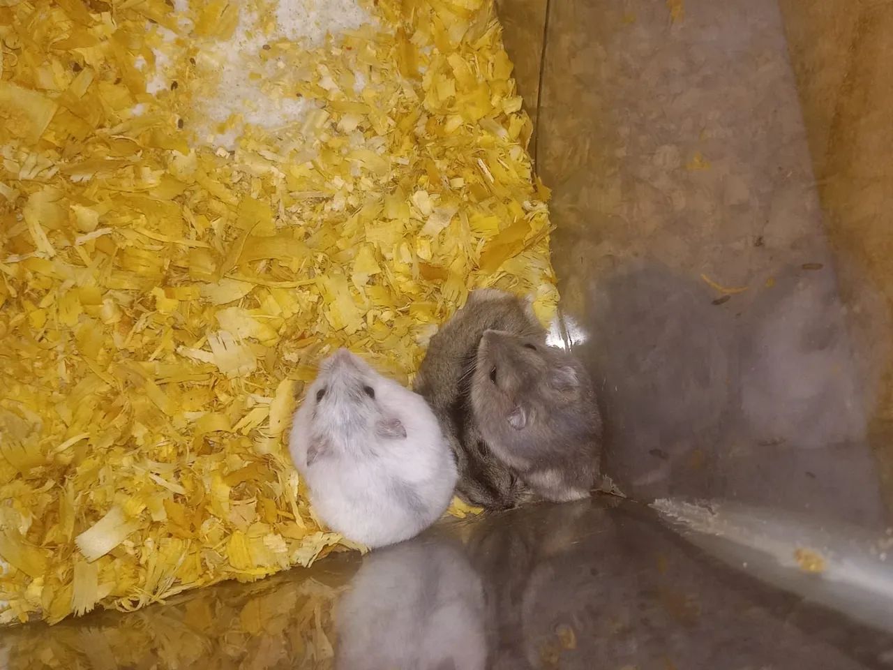 Filhotes de hamster anão russo  - Foto 3