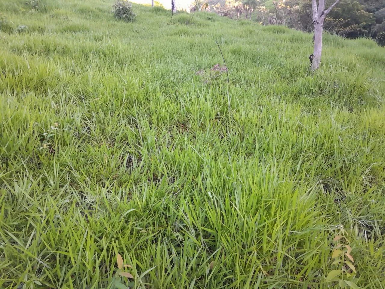 Fazenda 53 alqueires 