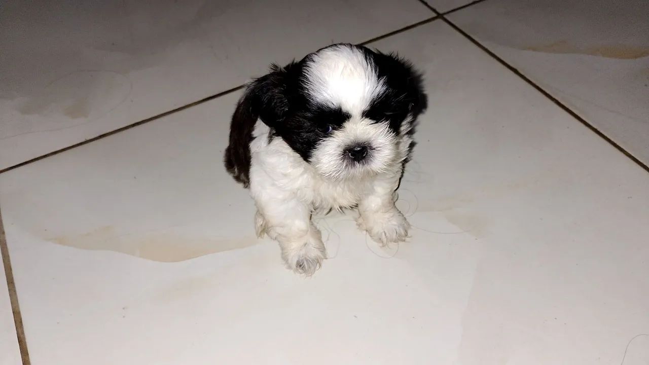Shihtzu Macho