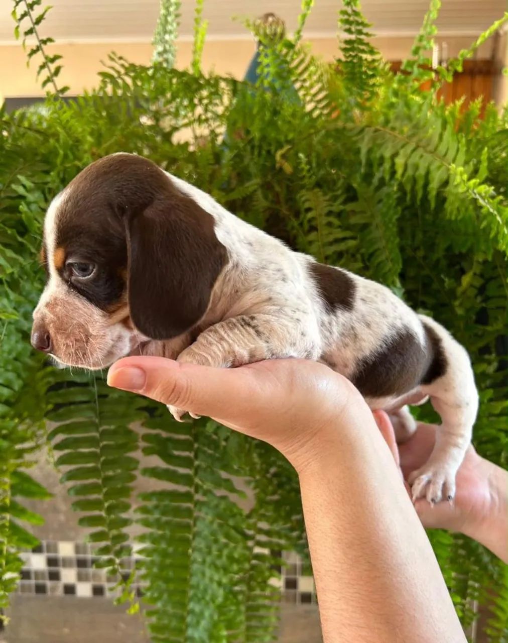 Basset macho - Foto 3