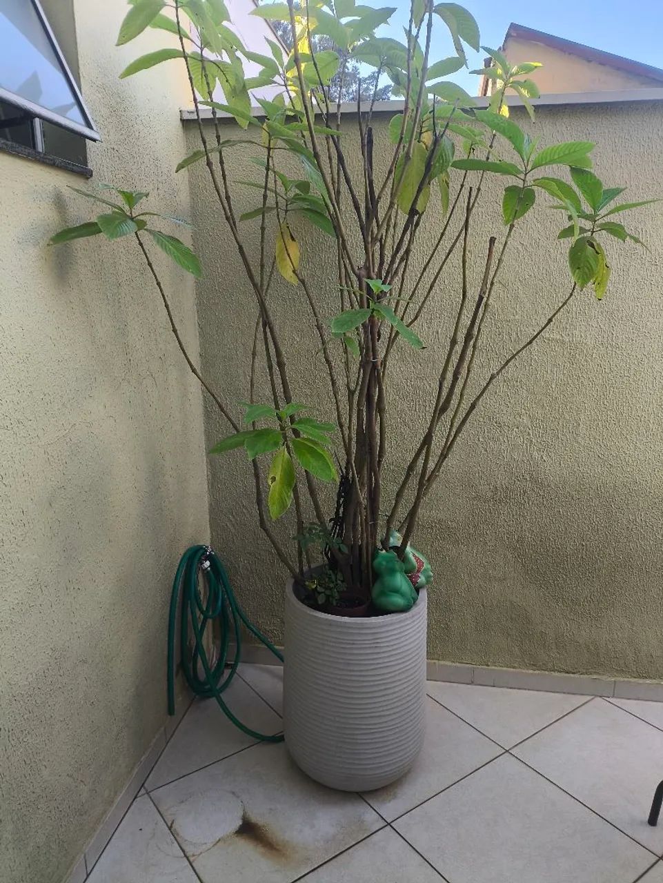 Planta de quintal 