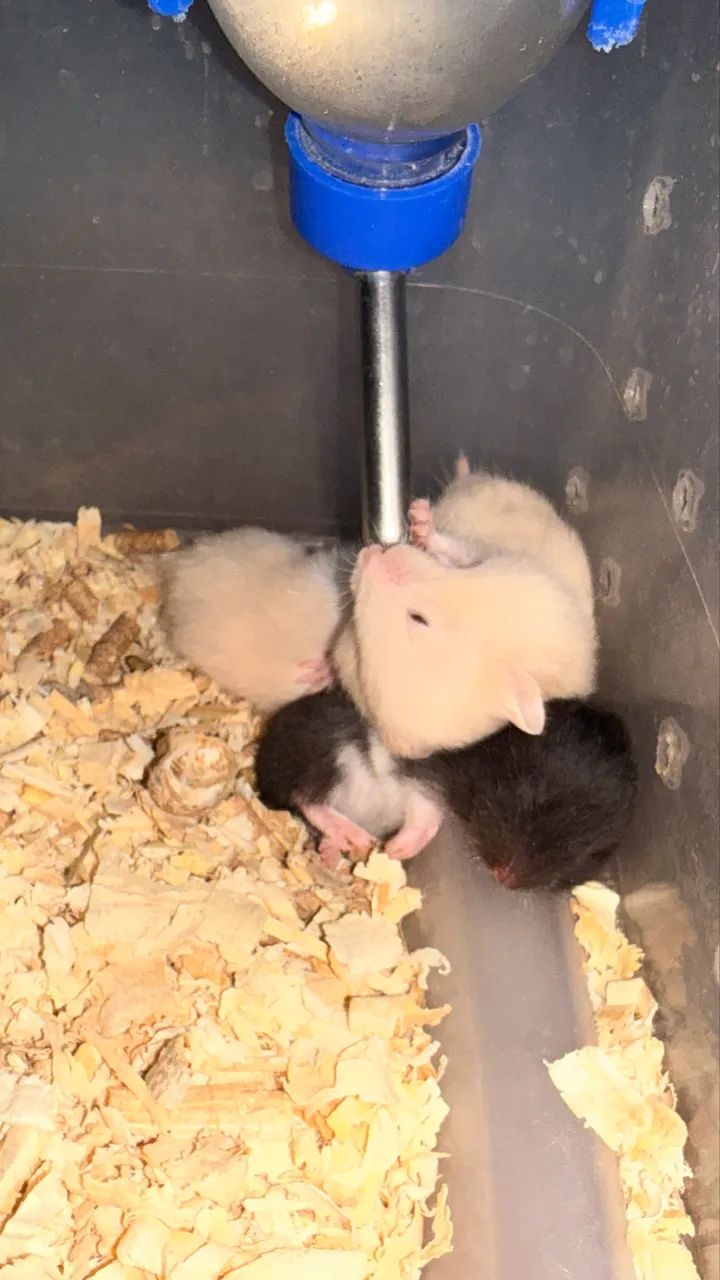 Hamster filhotes  - Foto 3