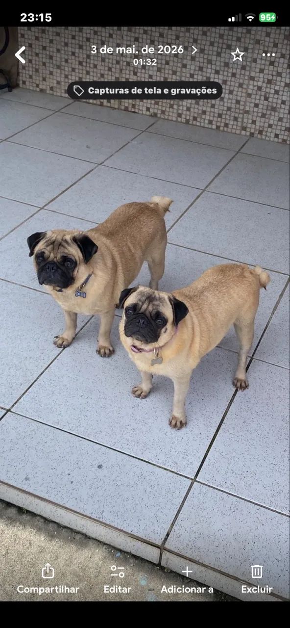 Pug casal 