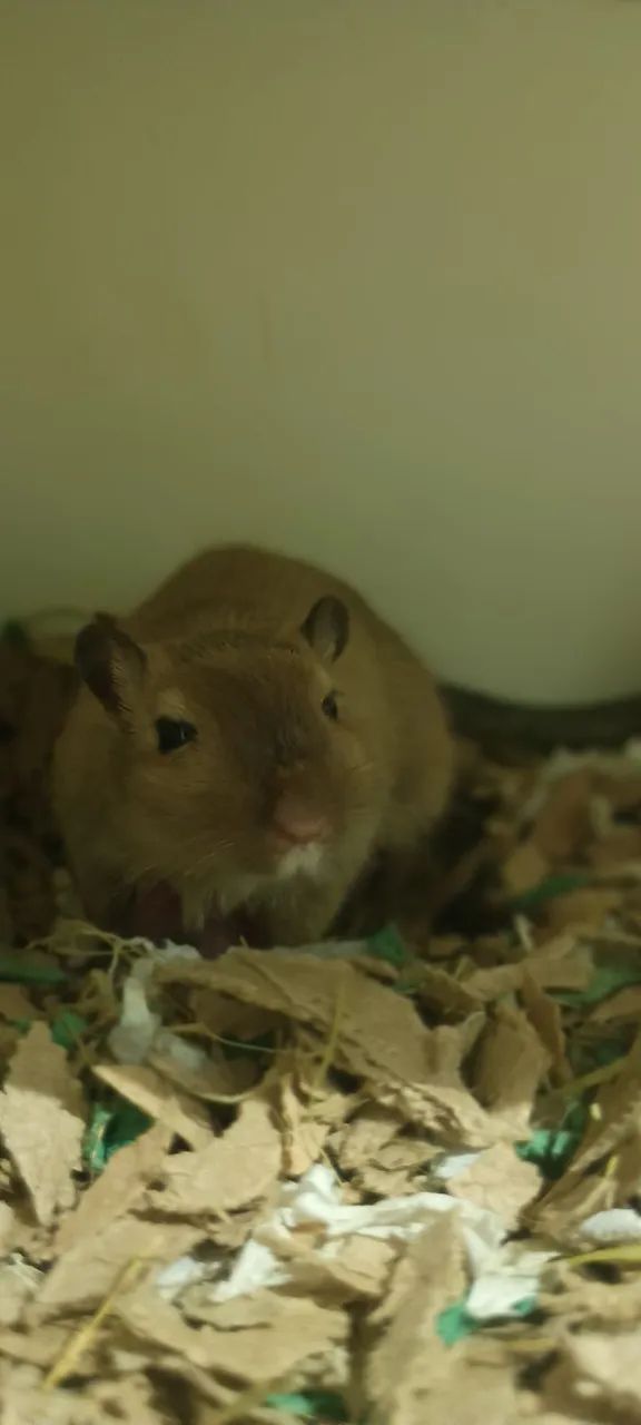 Gerbil do amor. 