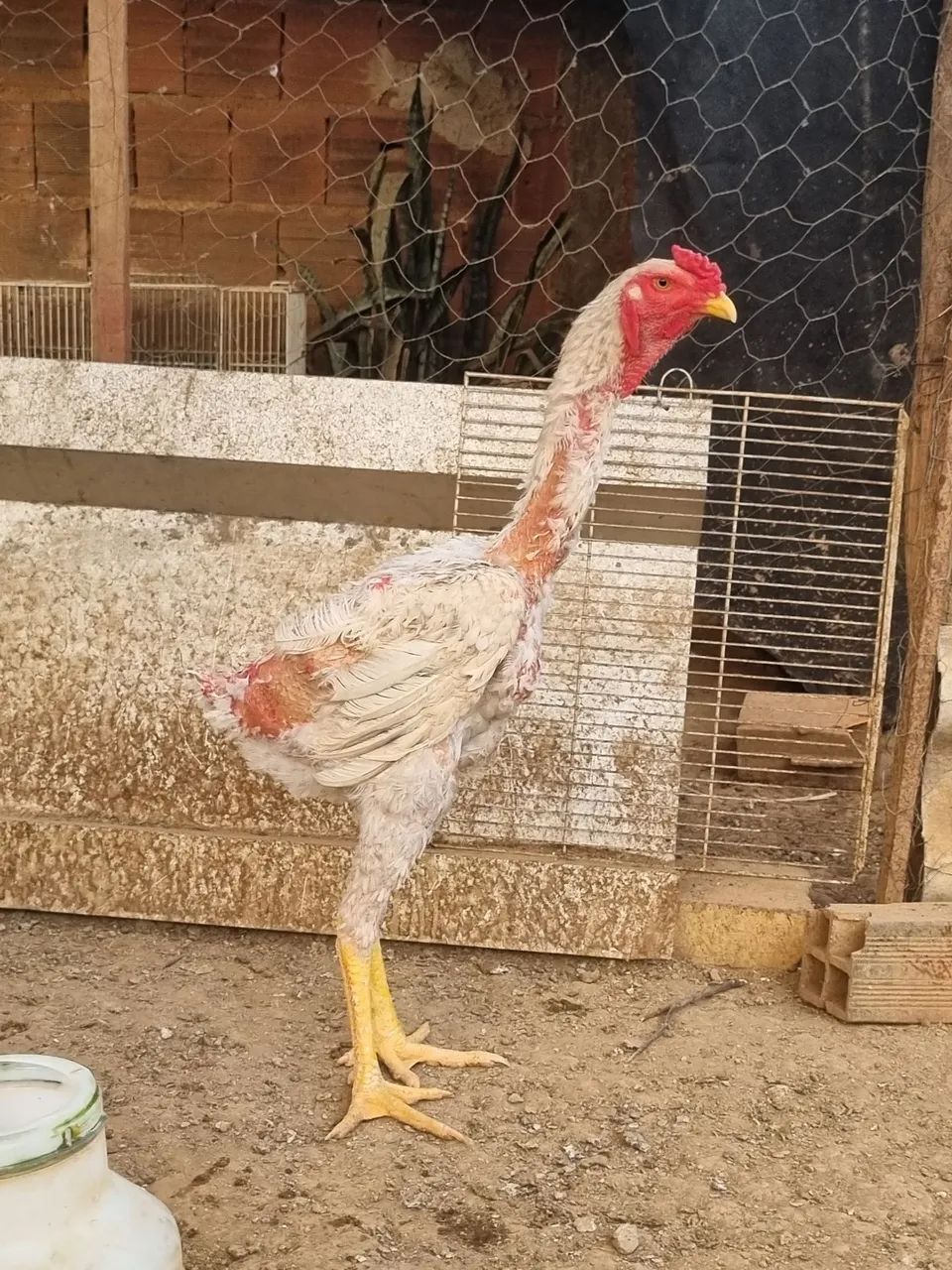 Frango  - Foto 3