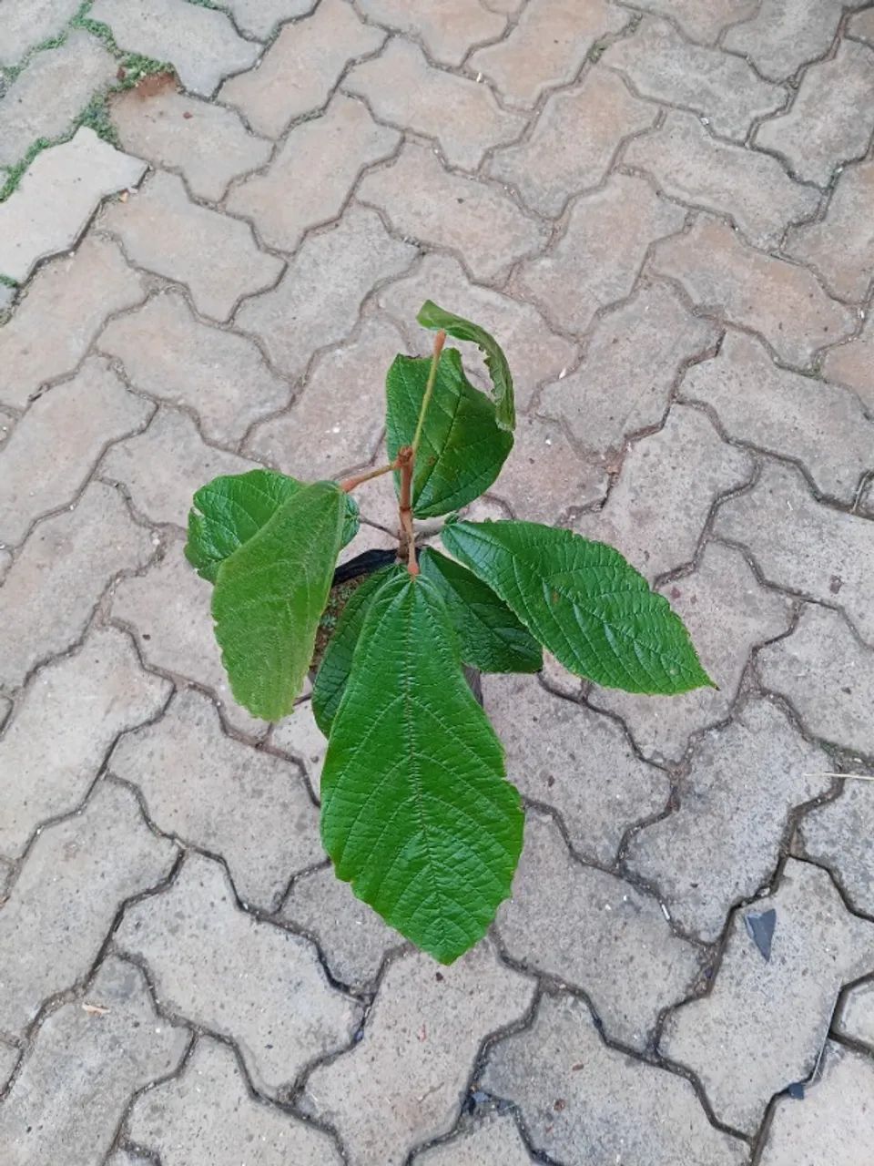 MUDAS DE CUPUAÇU - Foto 2