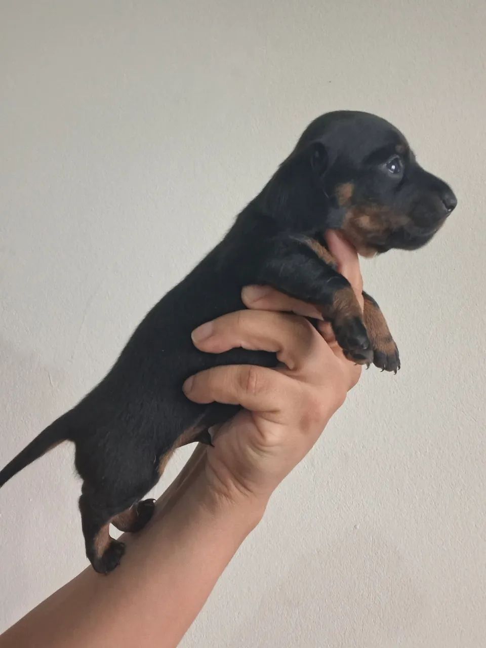 Daschund filhotes  - Foto 5