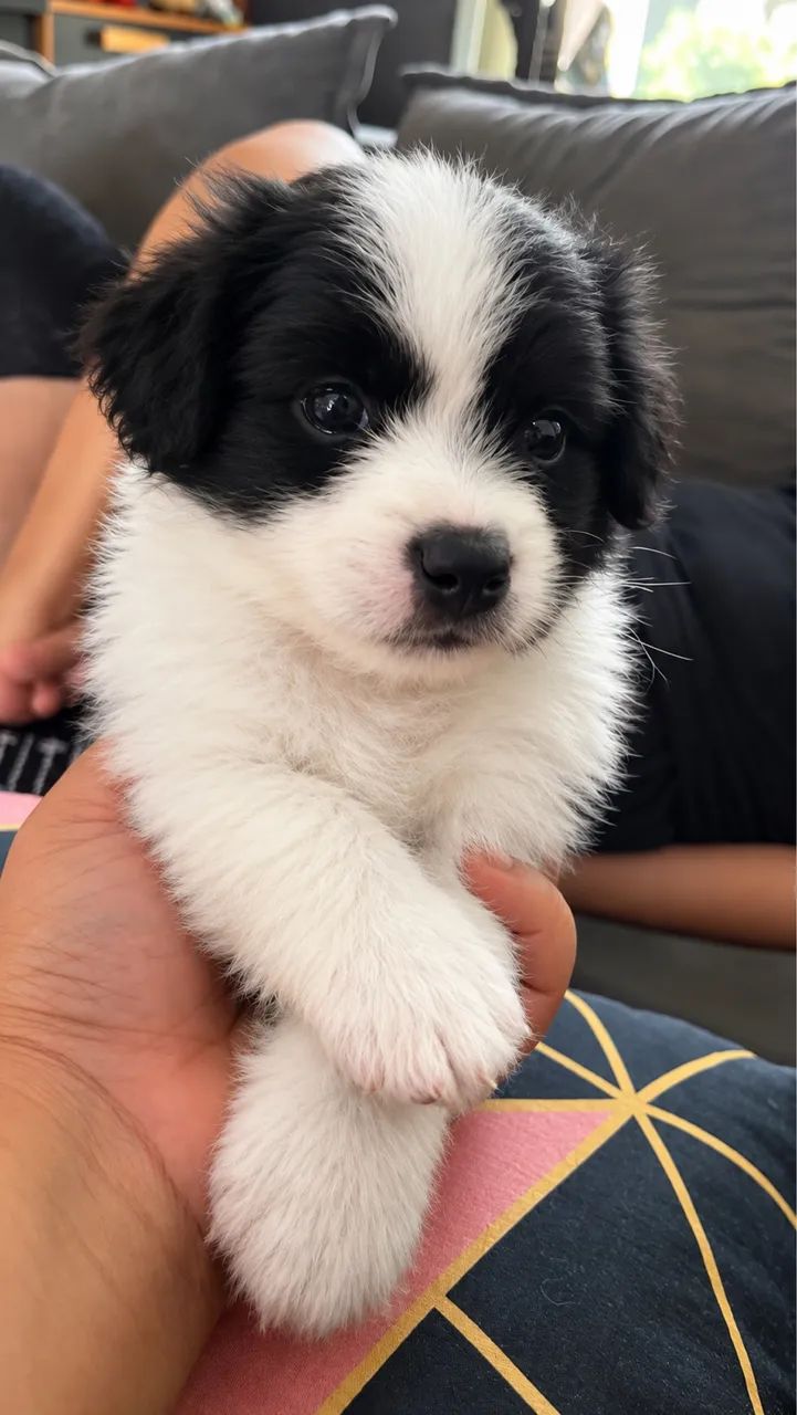 Filhote de poodle com spitz alemão 