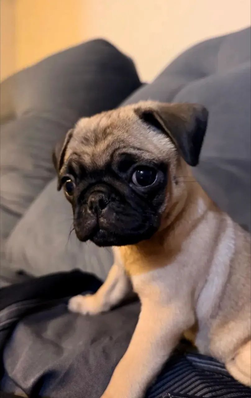 Filhotinho de pug - Foto 2