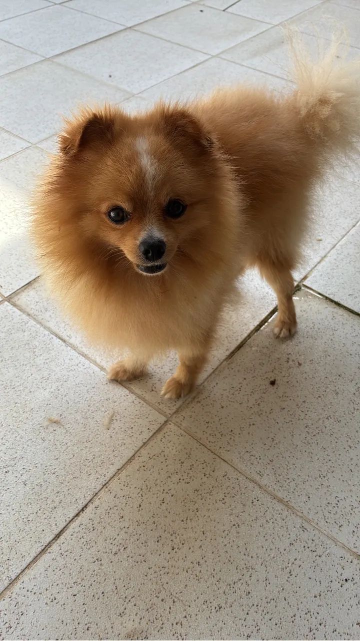 Spitz alemão - Foto 2