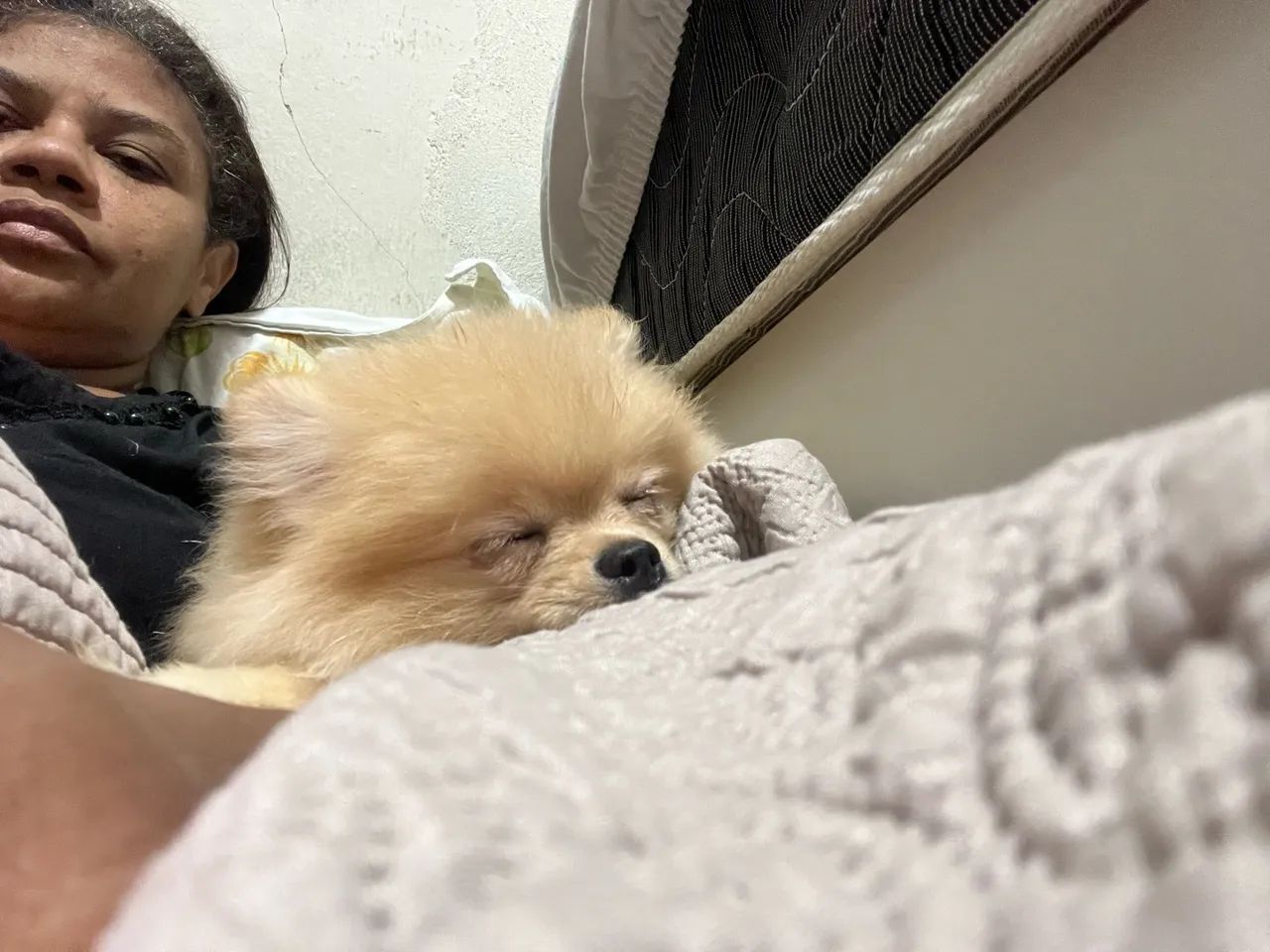 Spitz Alemão  - Foto 3