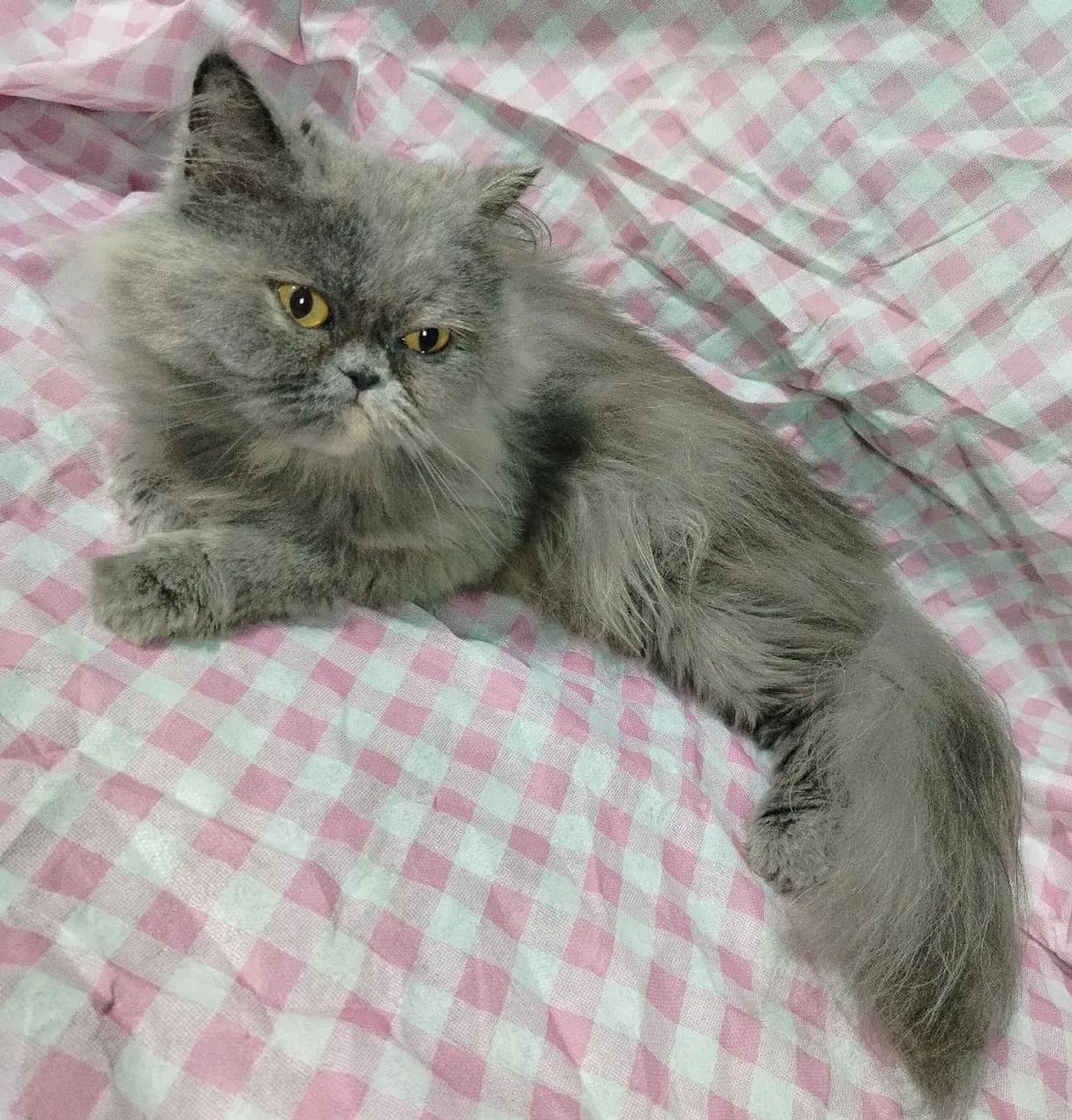 Gata persa - Foto 4