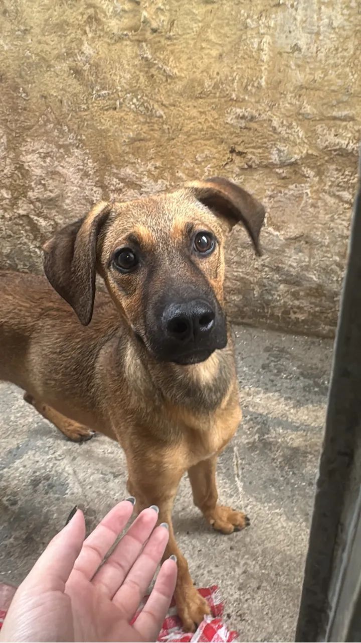 Cachorro para doação 