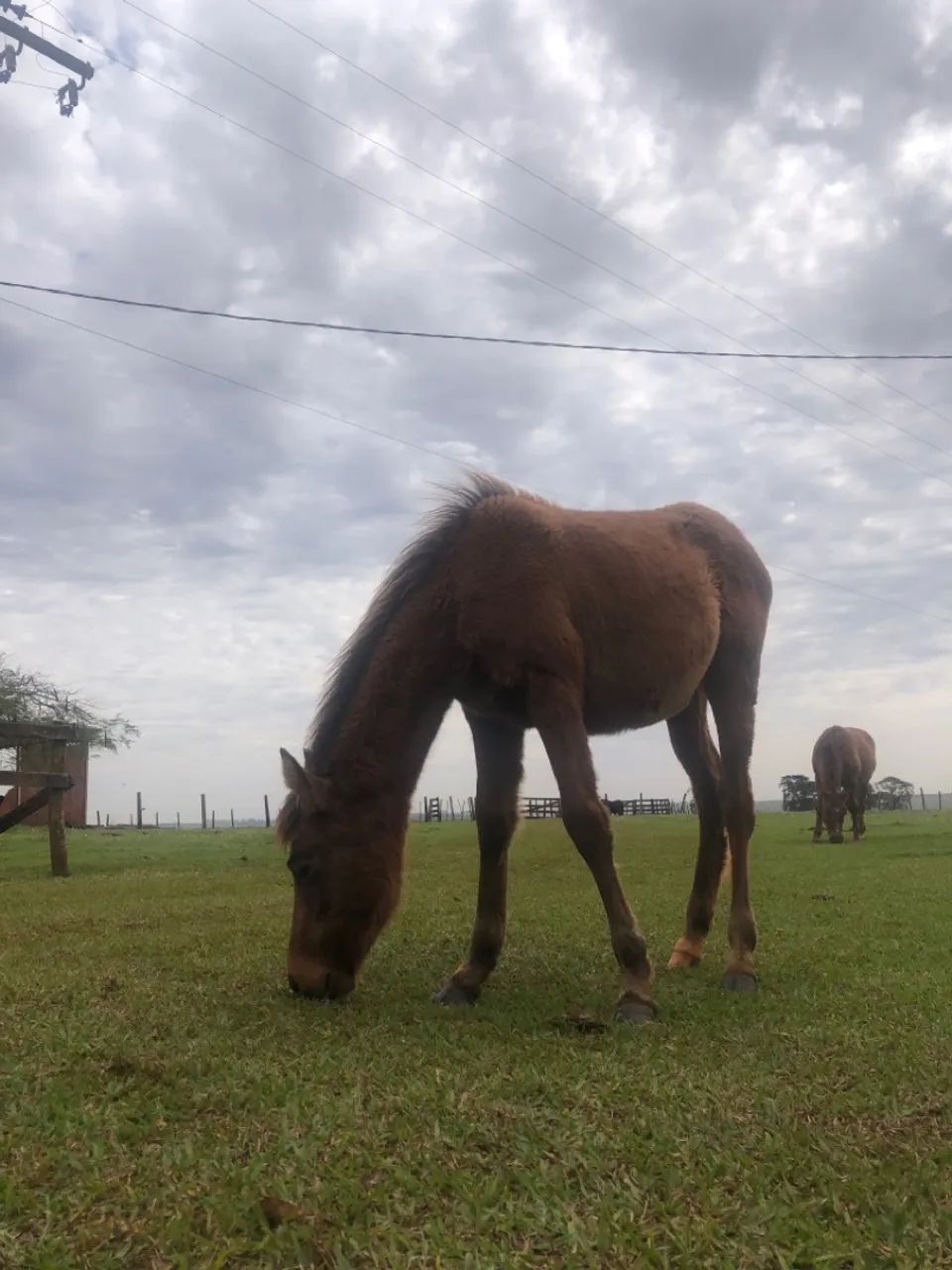 Potra petiça  - Foto 3