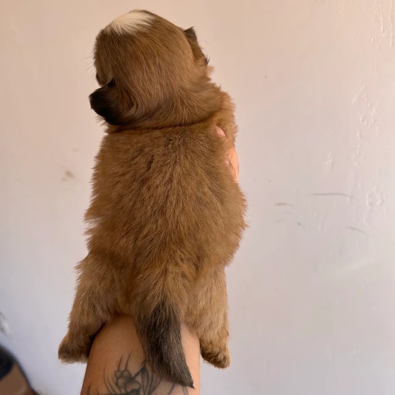 Shih tzu Mini - MACHO - Foto 4