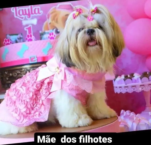 Cachorro  - Foto 2
