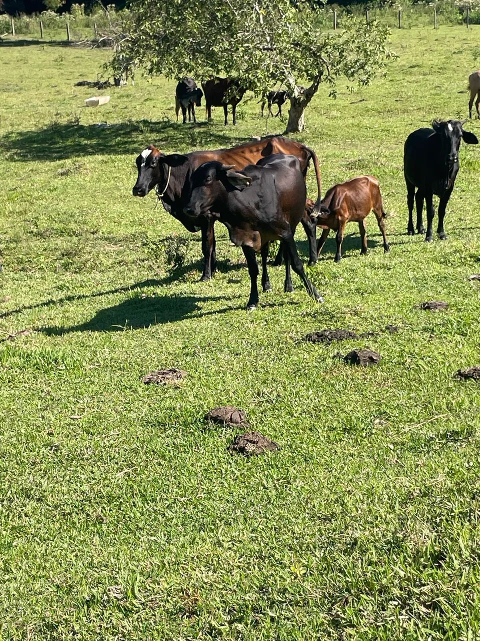 Novilha  - Foto 2