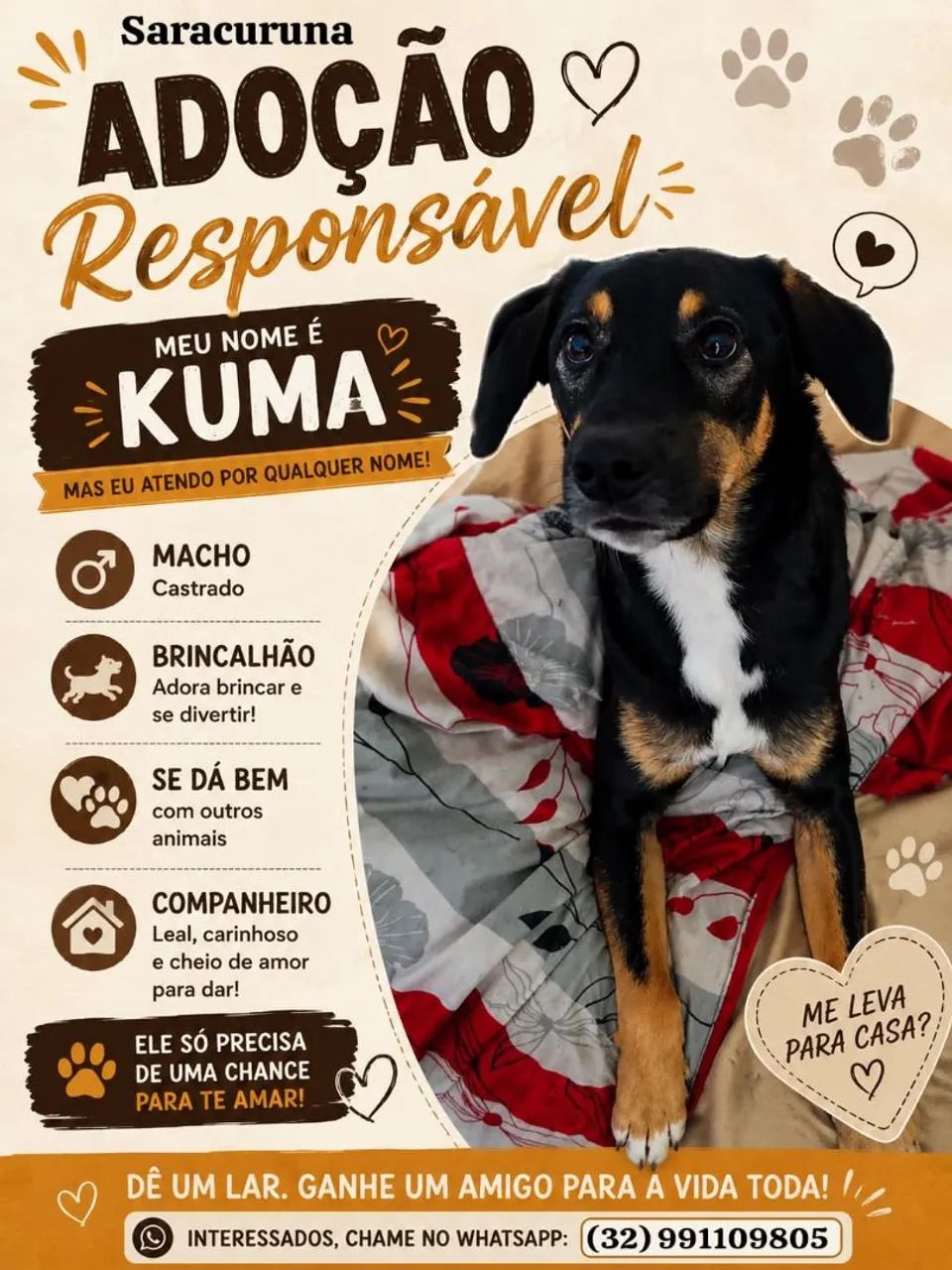 Cachorro macho castrado 