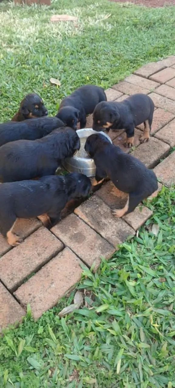 Filhote de Rottweiler 