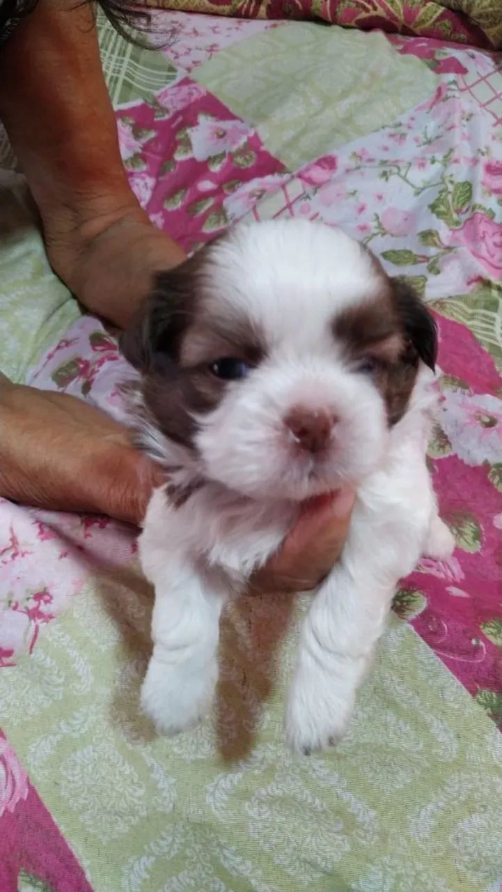 Vende se cachorro shitzu  - Foto 3