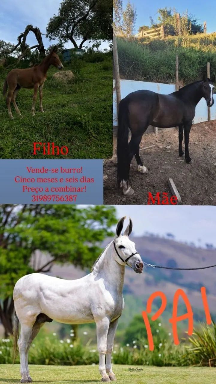 Vendo Burro 2500 reais - Foto 3
