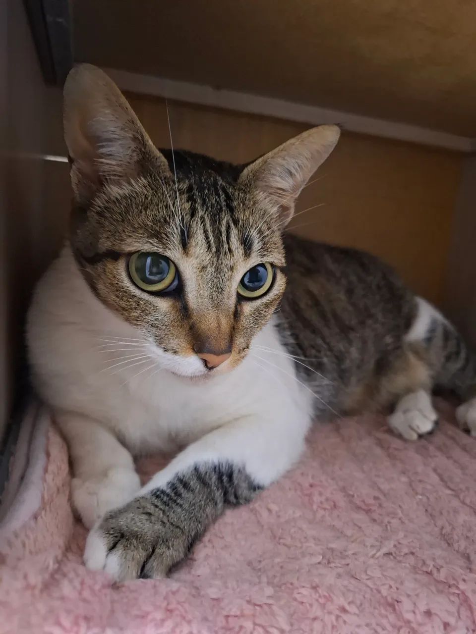 GATINHA CASTRADA - Foto 3