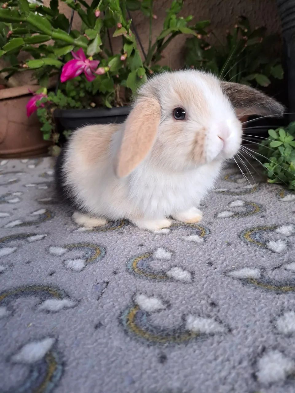 Mini coelhos disponíveis valor promocional 
