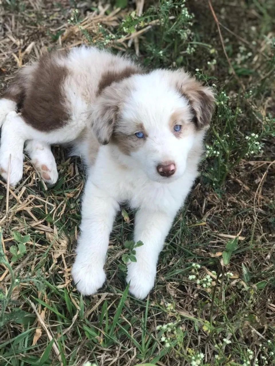 Border collie inteligentes