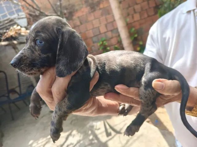  Dachshund 