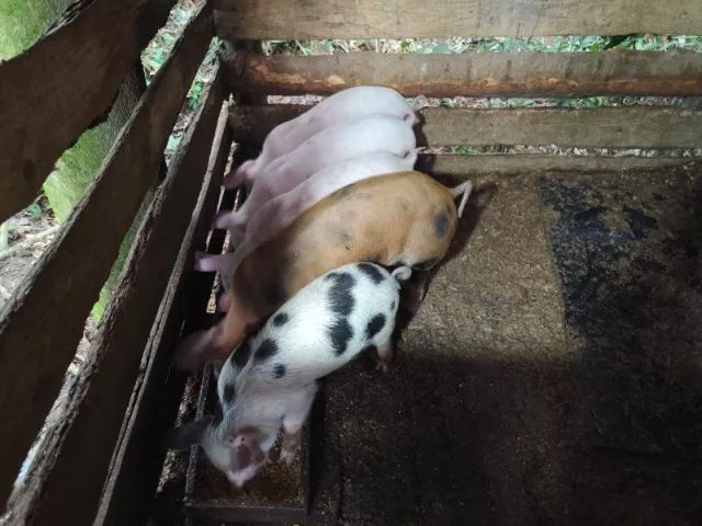 Vendo lindos leitoes com vacinações em dia, castrados prontos para engorda ou consumo