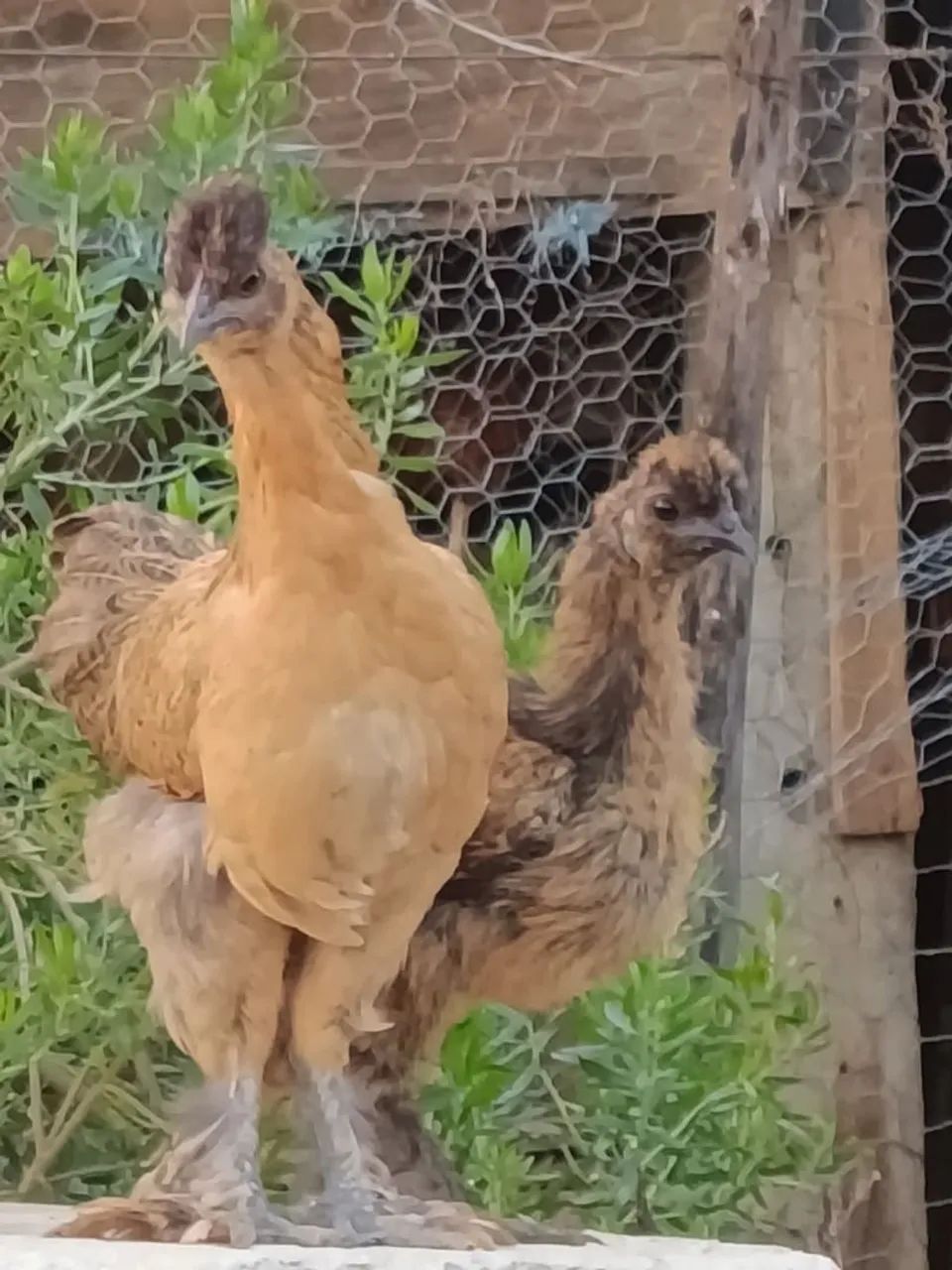 Garnisé, frango e galo