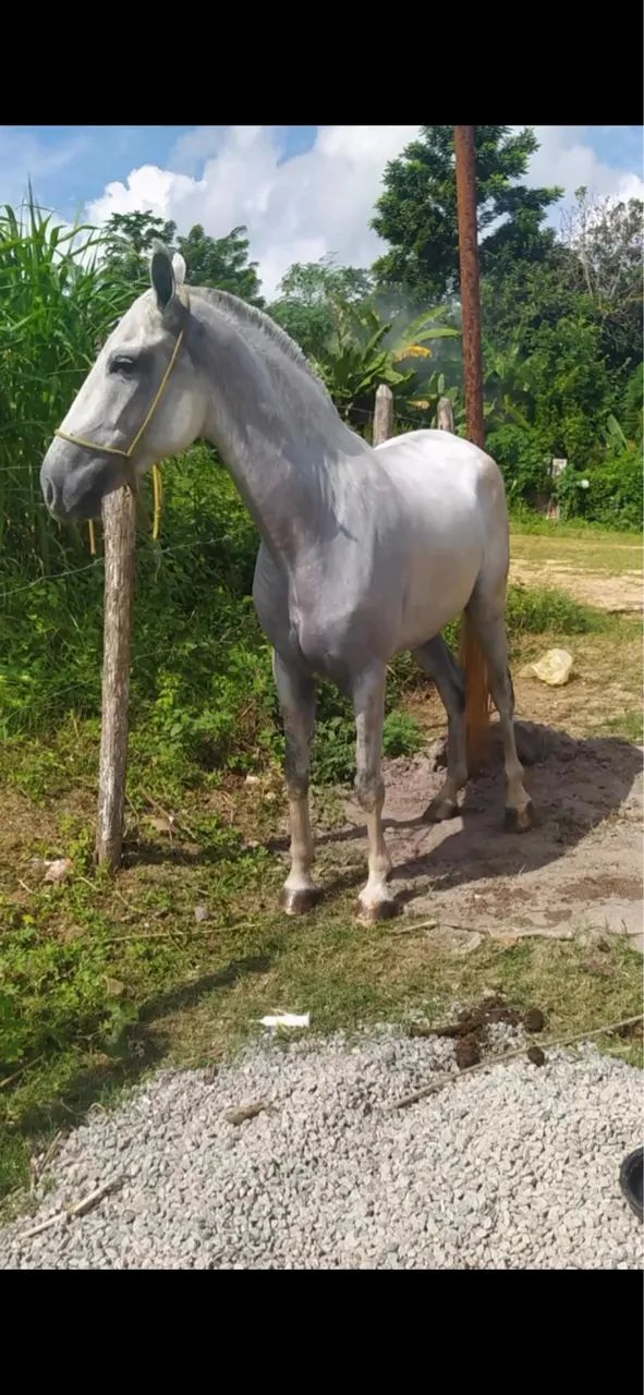 Vendo egua sem registro 7 anos em regime de pasto recém parida - Foto 2