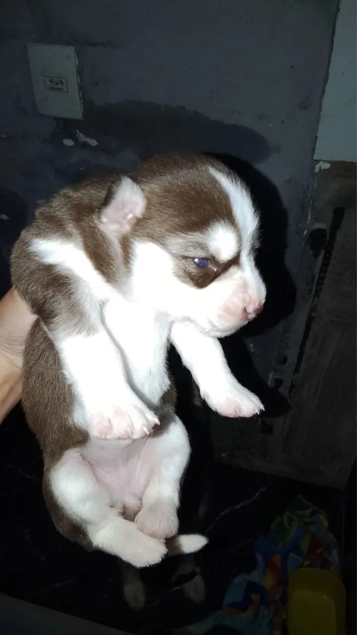 Husk siberiano  - Foto 2