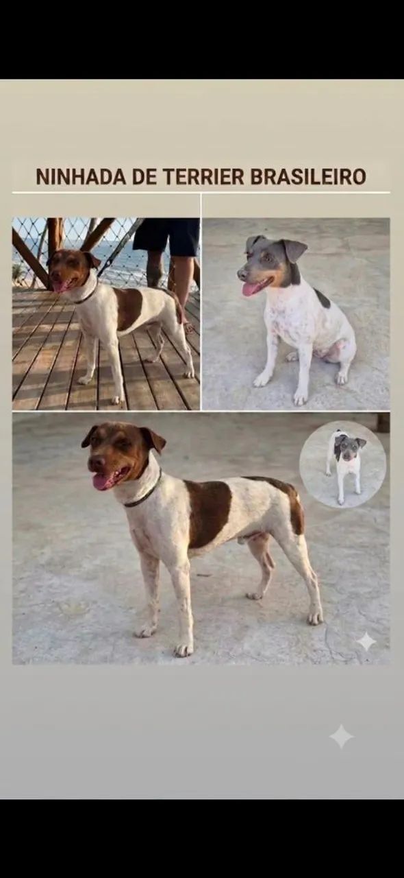 Filhotes de Terrier Brasileiro/fox paulistinha. - Foto 2