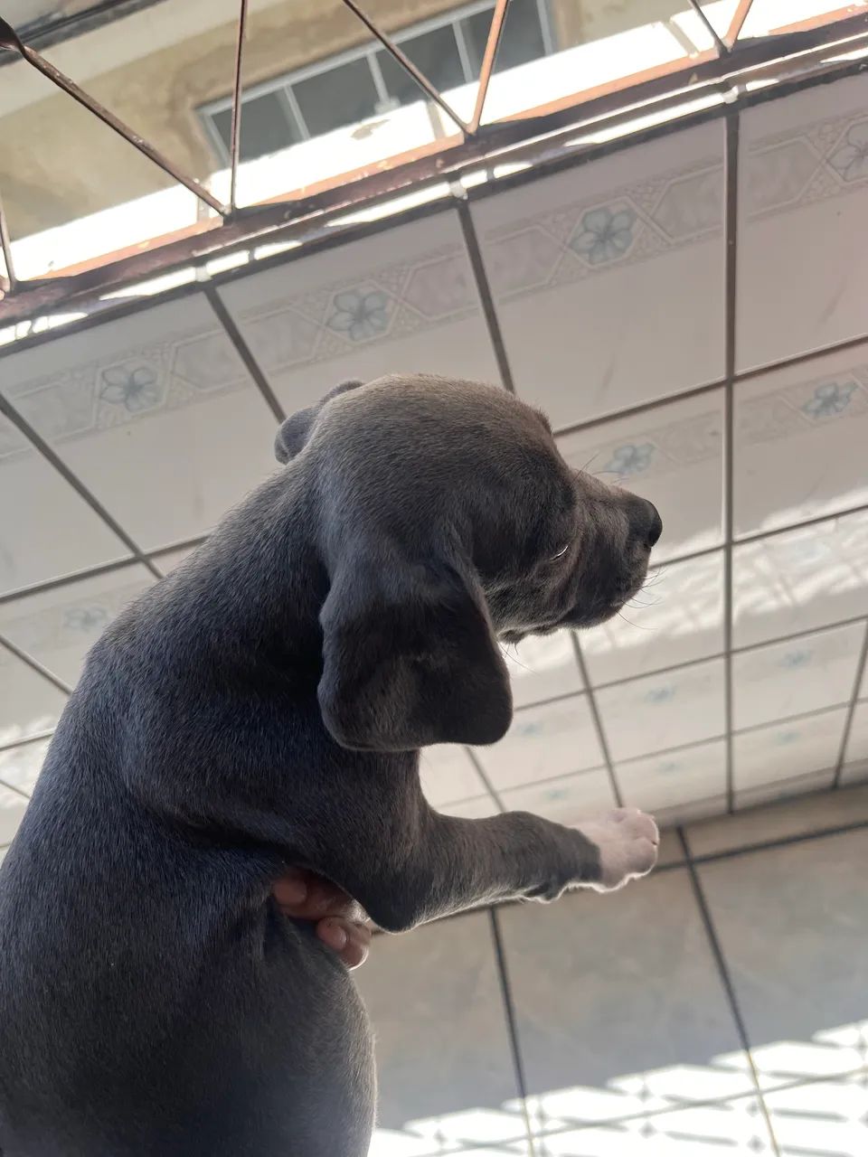filhote american bully  - Foto 2