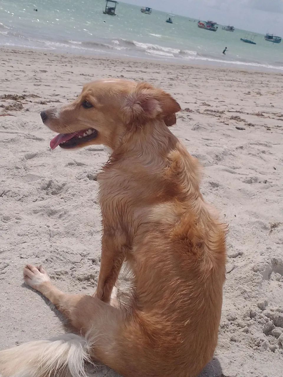 passeadora de pets  - Foto 2