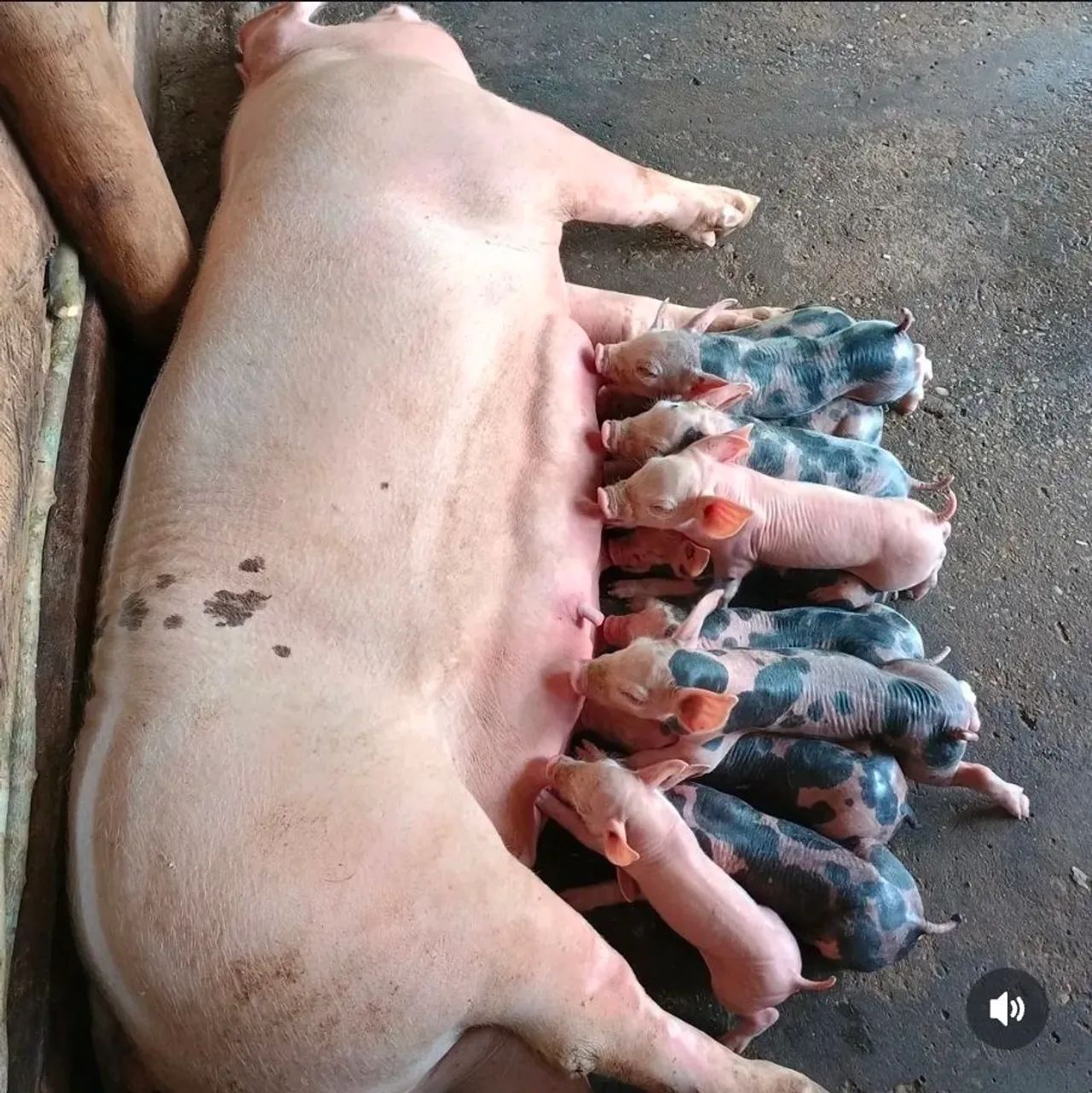 PORCO pietran - Foto 3